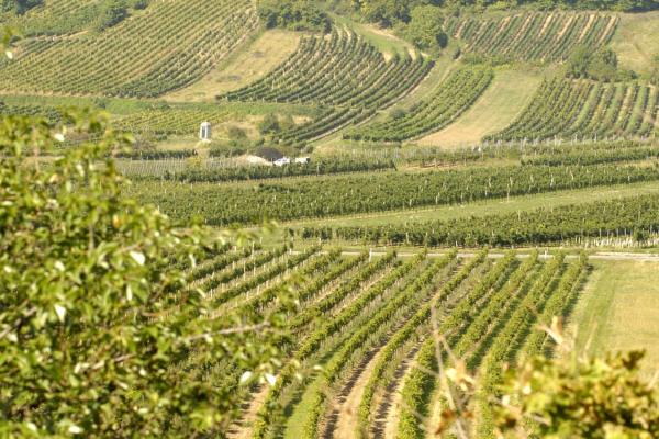 Blick auf Weinbaulandschaft