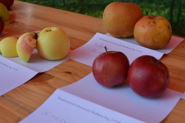 Mehr als 1.000 verschiedene Apfelsorten gibt es in Österreich