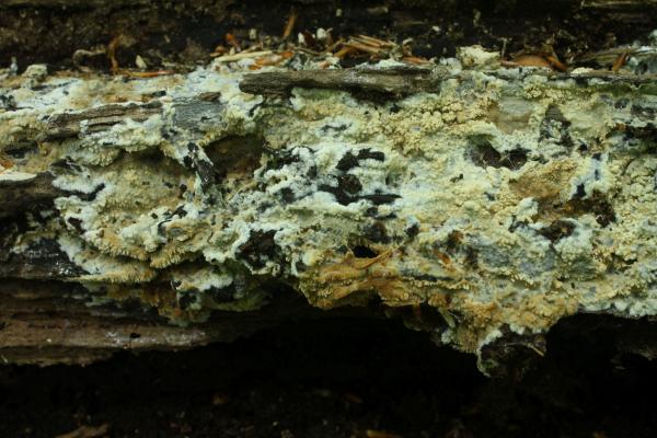 Der Star unter den Pilzen: Der Südliche Zahn-Kammilz, der in Österreich bisher erst sieben Mal gefunden wurde.