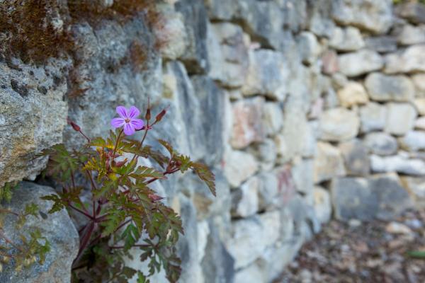 Storchenschnabel auf Trockensteinmauer