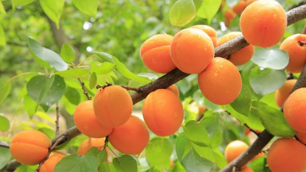 Machen Sie mit beim Obstbaumschnittkurs zum Thema "Sommerschnitt bei Steinobst und Verjüngung alter Obstbäume".