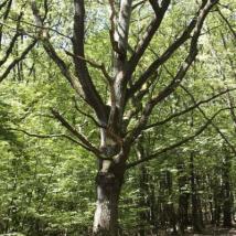Naturwaldzellen im Wienerwald