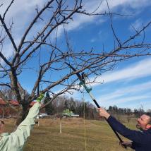 KursteilnehmerInnen beim Obstbaumschneiden
