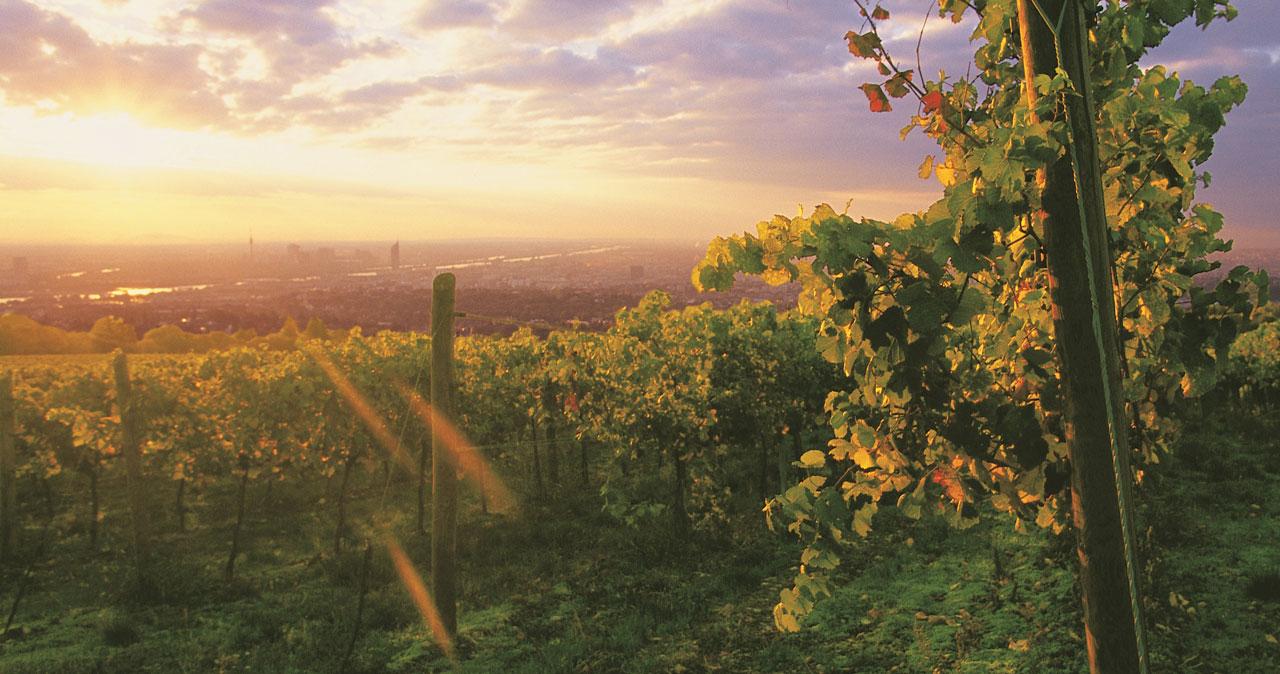 Blick über Weinbaulandschaft auf Wien