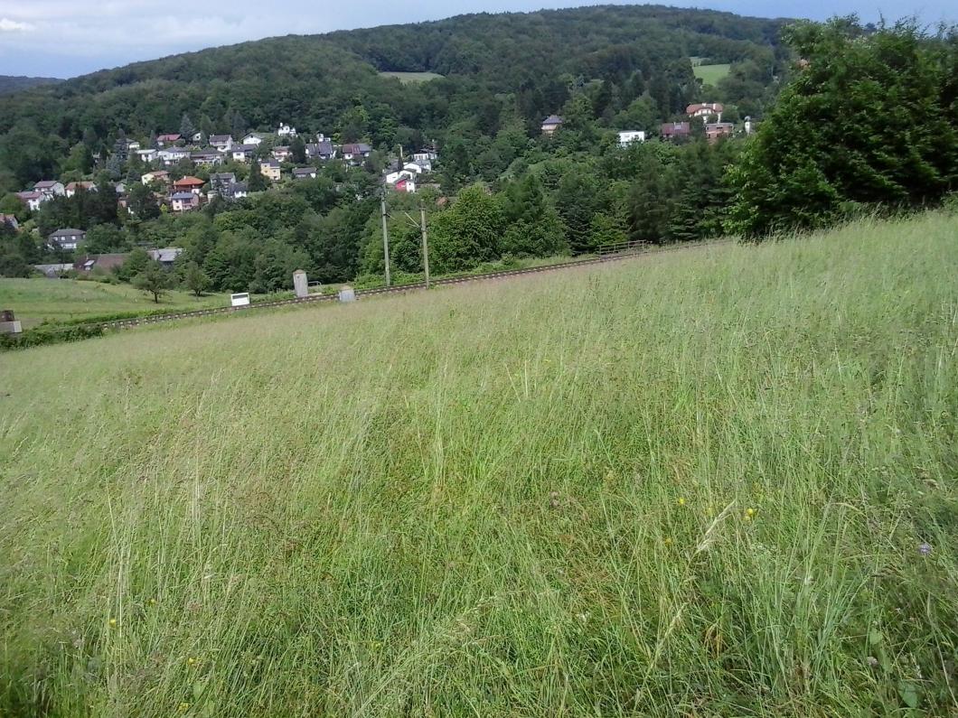 Marktgemeinde Eichgraben: Intensiv genutzte wechselfeuchte Glatthaferwiese östlich der Schubertstraße in Ottenheim.