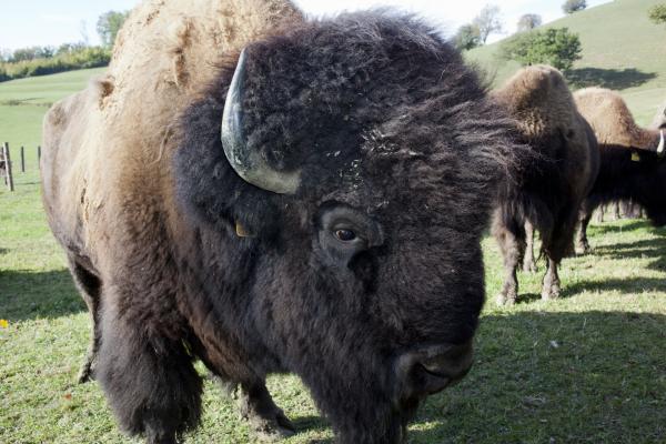 Bison
