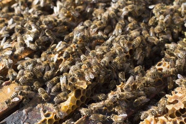 Bienen bei der Arbeit