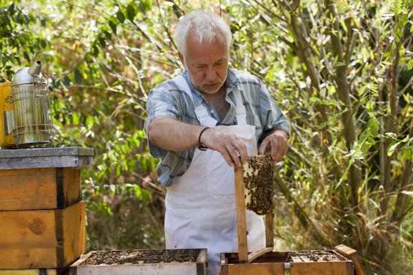 Imker Niessner mit seinen Bienen