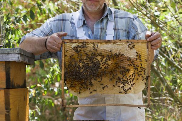 Imker Niessner mit seinen Bienen