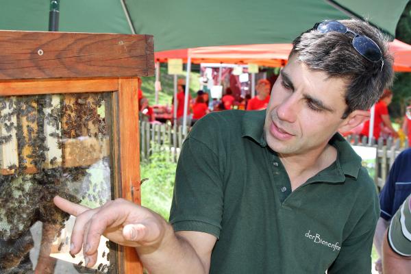 Bienen Schaukasten