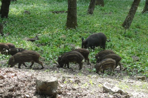 Wildschweinrotte