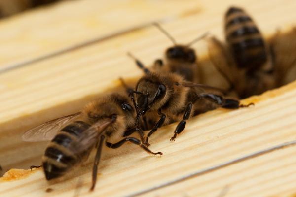 Bienenwunder