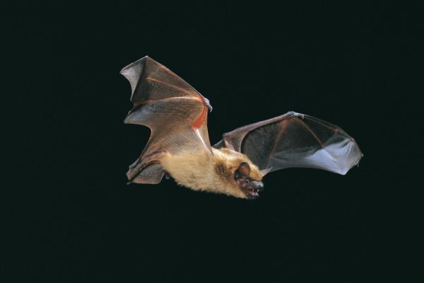 Breitflügelfledermaus im Flug