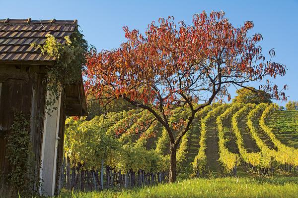 herbstliche Weinbaulandschaft