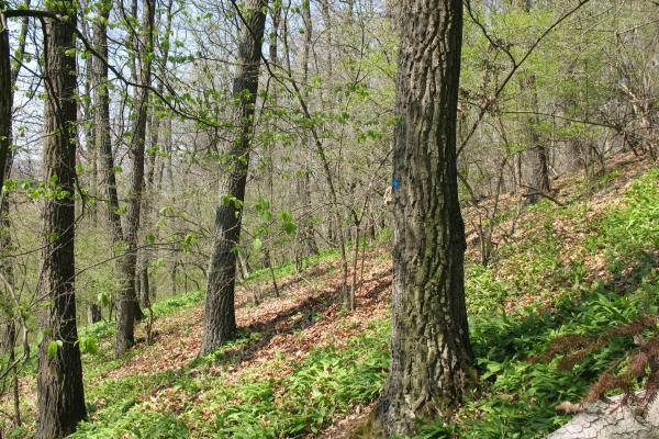 In Eichenwäldern kommt mehr Licht zum Boden, da Eichen später austreiben und ein weniger dichtes Blätterdach als Buchenwälder haben