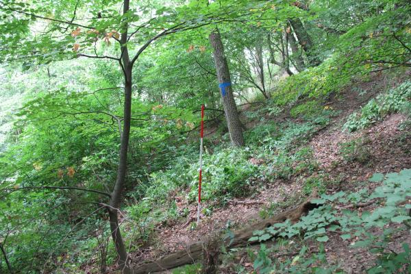 Die Baumschicht in Ahorn-Linden-Wäldern wird meist durch die Sommer-Linde dominiert.