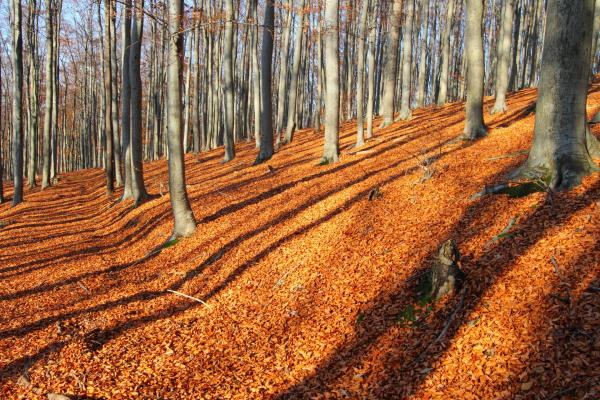 Feuchten Stellen mit viel angewehtem Falllaub sind der Lebensraum für die Riesenglanzschnecke, eine typische Buchen-Wienerwaldbewohnerin