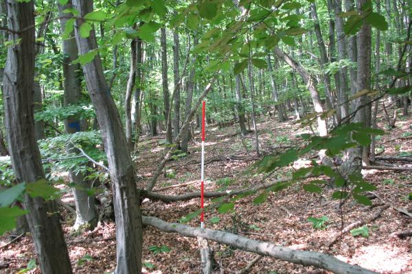 Daueraufnahmepunkt in einem Ahorn-Linden-Wald in einer Kernzone zur Beobachtung der Waldentwicklung.