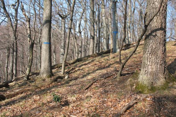 Flaumeichenwald in einer Kernzone, die blauen Markierungen an den Bäumen kennzeichnen einen Dauerbeobachtungspunkt.
