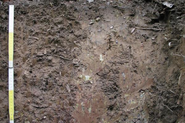 Bodenprofil Flysch-Wienerwald