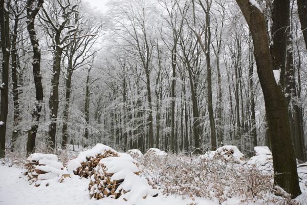 Ein persönlicher Beitrag zum Biosphärenpark Wienerwald ist der Kauf von Brennholz aus der Region.