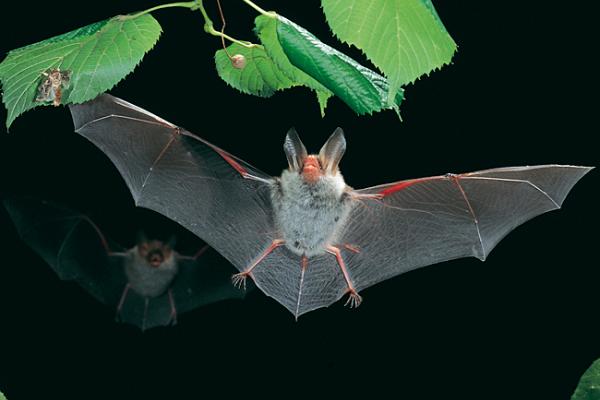 Ein Nachbesiedeler von vom Weißrückenspecht geschaffenen Höhlen ist die Bechsteinfledermaus. Benannt ist sie nach einem Forstmann, der sich schon im frühen 19. Jahrhundert für den Schutz der Fledermäuse eingesetzt hat.