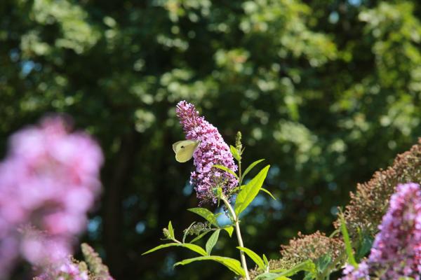 Buddleja Davidii - Sommerflieder, Schmetterlingsstrauch