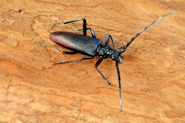 Der große Eichenbock ist eine besondere Rarität und in seiner Entwicklung auf alte Eichenwälder angewiesen. Er zählt zu den größten Käfern Mitteleuropas und ist EU-weit geschützt.