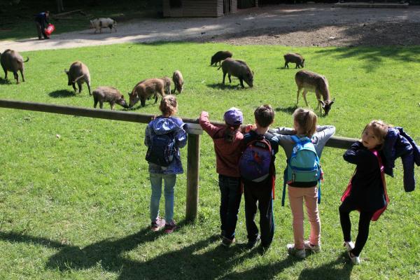Kinder beobachten eine Wildschweinrotte