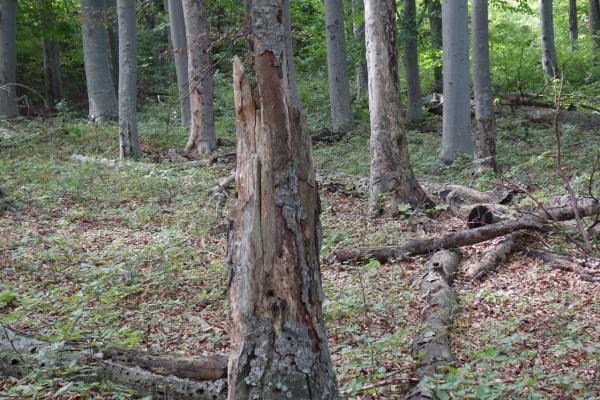 Holz vermodert und gibt gespeicherte Nährstoffe an die Umgebung ab