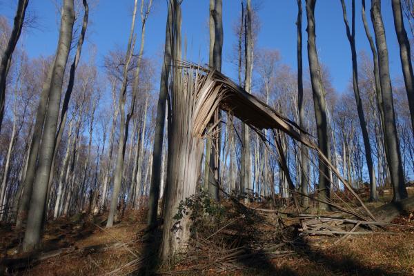 Buchenwindwurf in einer Kernzone, das Totholz verbleibt im Wald und bietet zahlreichen Arten Lebensraum