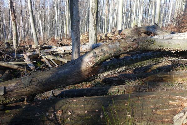 Windwurf in einer buchendominierten Kernzone im Biosphärenpark Wienerwald. Das Totholz bleibt vor Ort und bietet zahlreichen Arten Lebensraum.