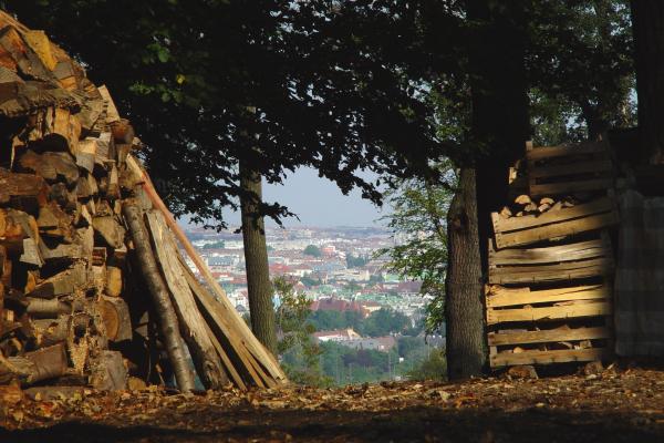 Lokal erzeugtes Buchen-Brennholz, fragen Sie bei den anbietenden Unternehmen nach, wo das Holz geschlägert wurde.