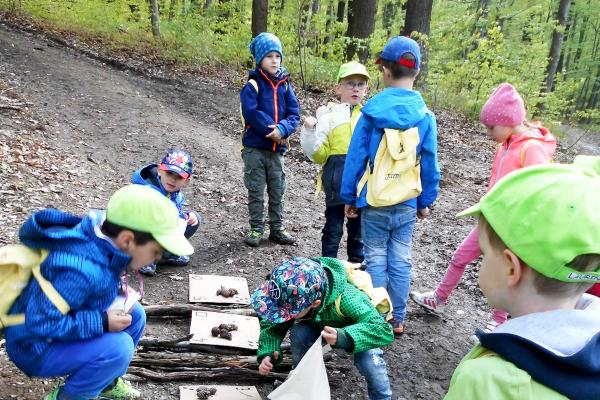 Waldfunde bestimmen