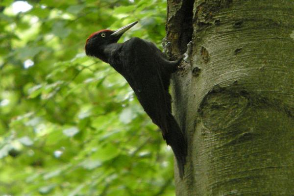 Der Schwarzspecht zimmert bevorzugt in dicke Buchen seine Höhlen