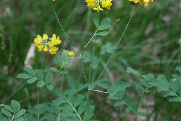 Flaumeichenwälder lassen genügend Licht und Wärme zum Boden, die krautige Vegetation ist daher besonders üppig. So kommt auch die Gekrönte Kronwicke hier vor.