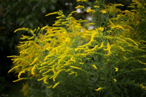 Blüte der Goldrute