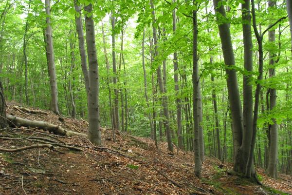 nährreicher Waldboden