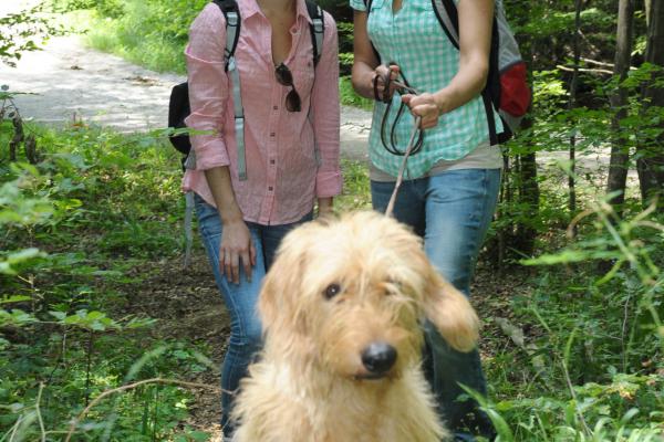 Um Stress zu vermeiden bleibt der Hund angeleint