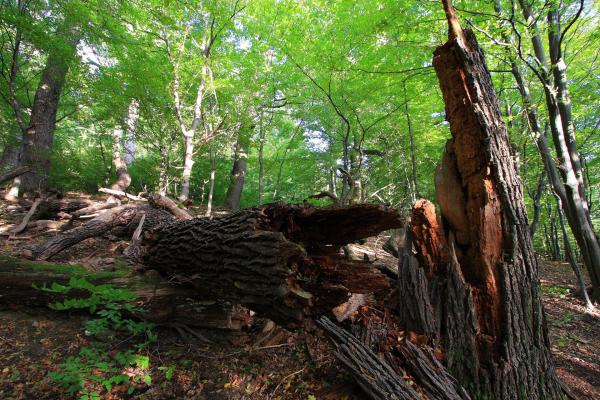 Mächtige abgestorbene Eichen finden sich vor allem in den Kernzonen des Biosphärenpark Wienerwald, herausragend dabei ist der Johannser Kogel im Lainzer Tiergarten.