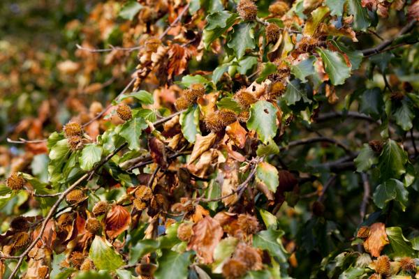 Die Früchte der Rotbuche, die Buchecker, sind im Herbst reif und von einem Fruchtbecher umgeben