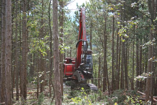 Die Holzernte erfolgt heutzutage oftmals mit dem Harvester. Auf vorgegebenen Rückegassen befährt die Maschine den Wald, schneidet Bäume um, zerteilt diese und legt die sogenannten Sortimente an der Rückegasse ab.