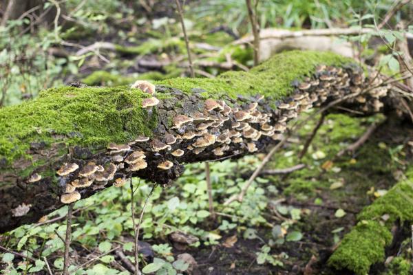 Pilzbefall in der Kernzone Schwarzlacken