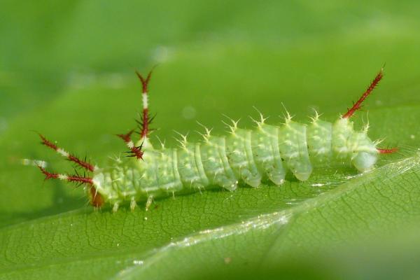 Der Nagelfleck, ein typischer Buchenwaldbewohner, legt seine Eier an Buchenzweigen ab. Seine Raupen verpuppen sich am Boden in der Laubstreu