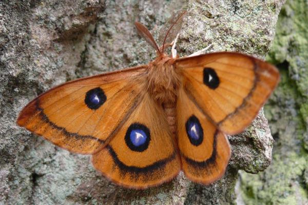 Der Nagelfleck ist ein Schmetterling aus der Familie der Pfauenspinner