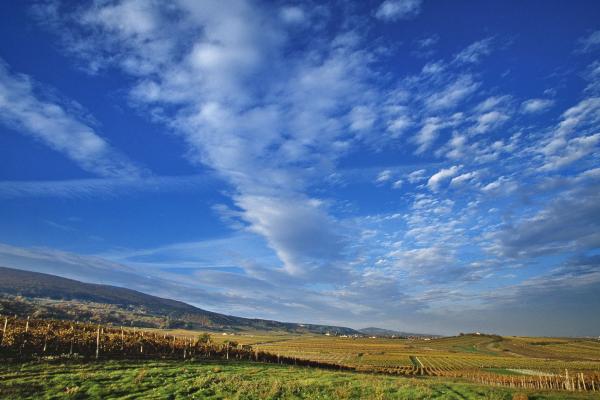 Weinbaulandschaft in Pfaffstätten