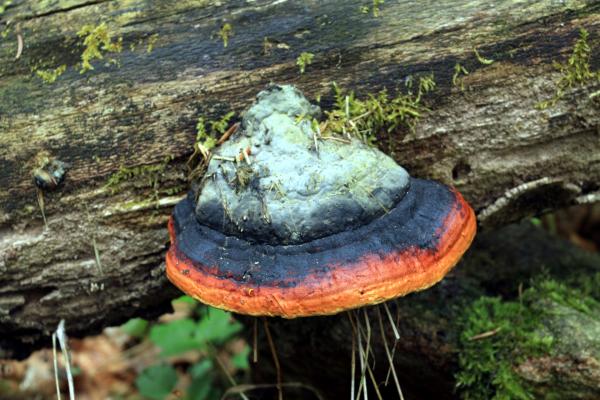 An absterbendem und totem Buchen- und Nadeltotholz wächst der Rotrandige Baumschwamm.