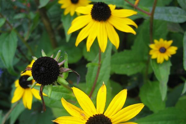 Rudbeckia