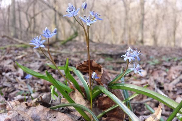 Die Hauptblühtezeit der an Auwald erinnernden Bodenpflanzen ist, wie auch beim Wiener Blaustern, der Frühling.