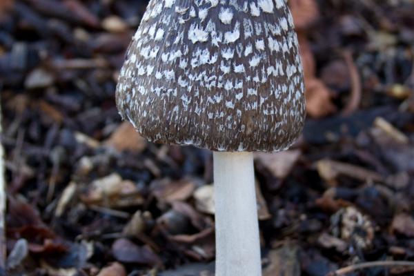 Der Spechttintling ist ein typischer Pilz in Eichen-Hainbuchen-Wäldern